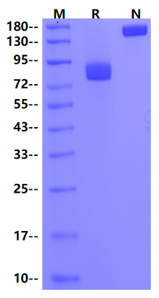 Siglec-7/CD328 Fc Chimera Protein, Human