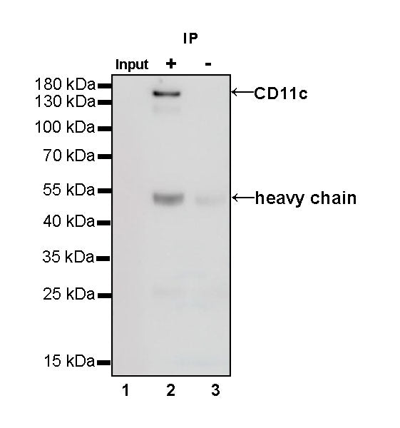 CD11c Recombinant Rabbit mAb,PBS Only (SDT-396-48)