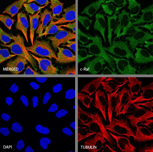 c-Raf Recombinant Rabbit mAb (S-2718-61)