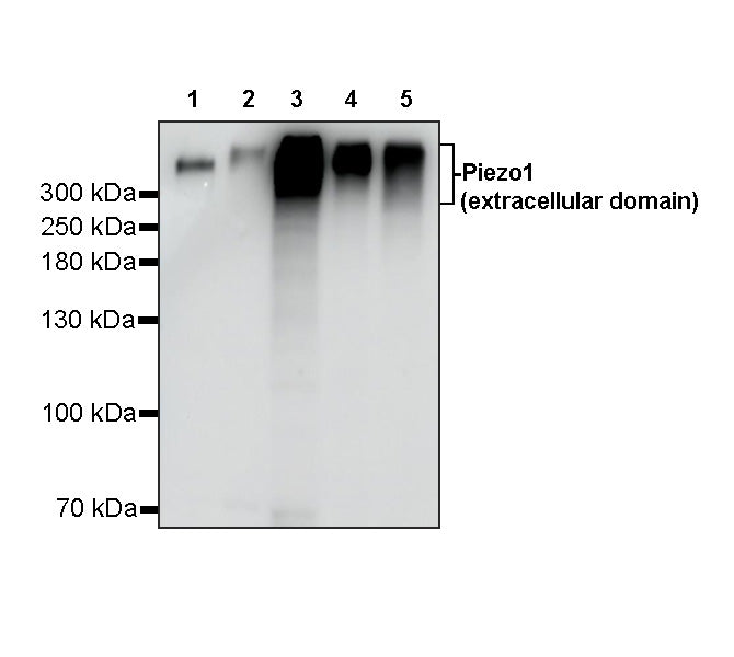Piezo1 (extracellular domain) Recombinant Rabbit mAb