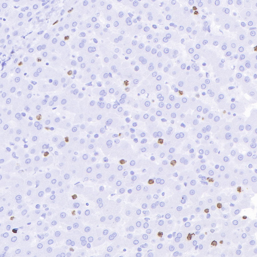 S-RMab® Ki67 Recombinant Rabbit mAb (SDT-R459)