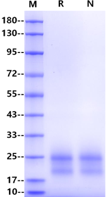 IL-3 Protein, Human