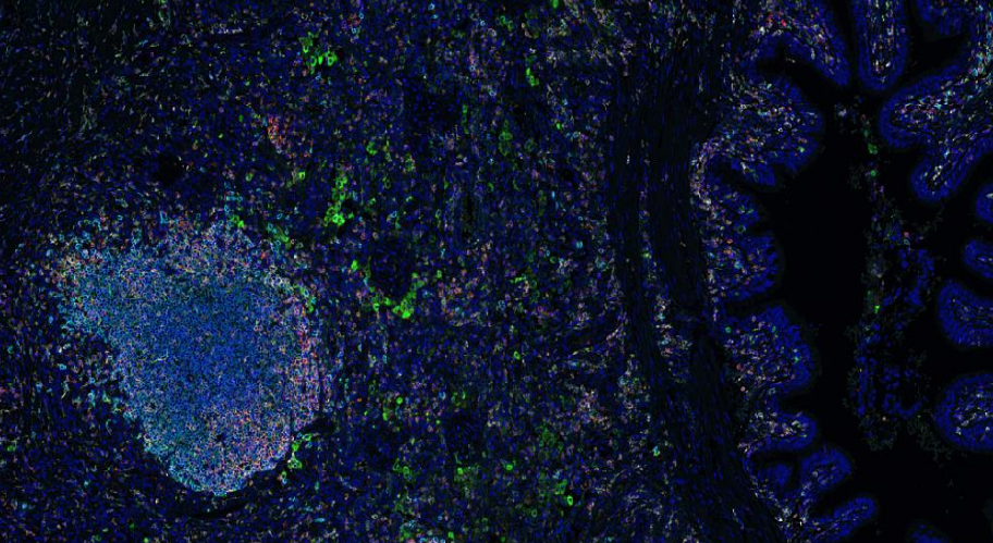 Absin 7-Color IHC Kit(Anti-Rabbit Secondary Antibody)