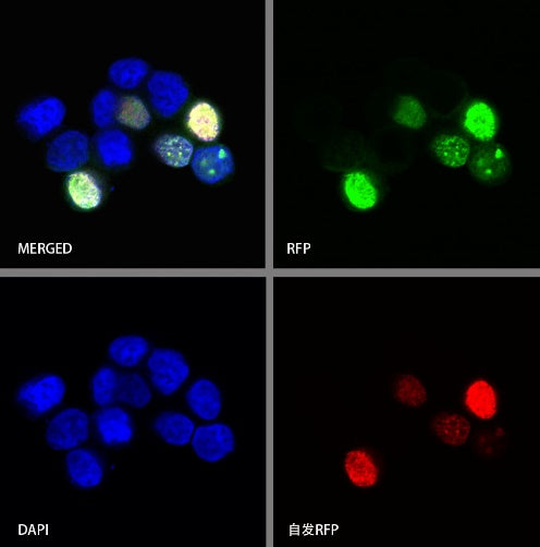 RFP Recombinant Rabbit mAb (S-1006-109)