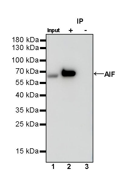 AIF Recombinant Rabbit mAb (S-948-54)