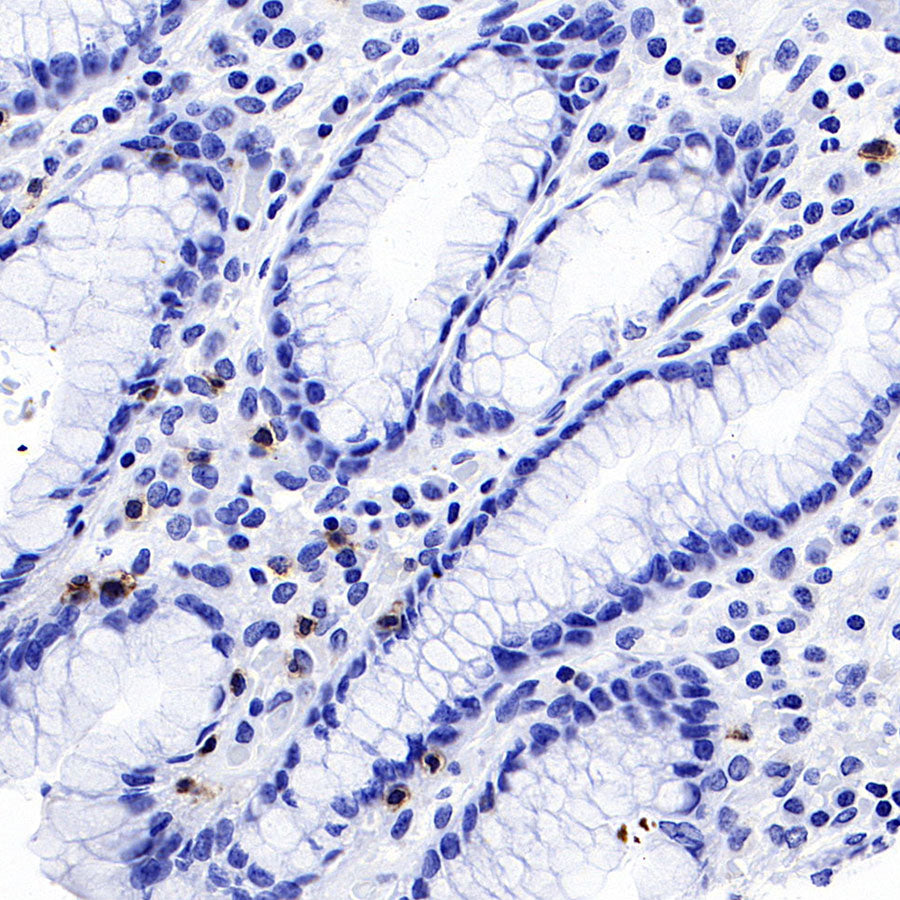 CD8α Recombinant Mouse mAb,PBS Only (SDT-126-8)