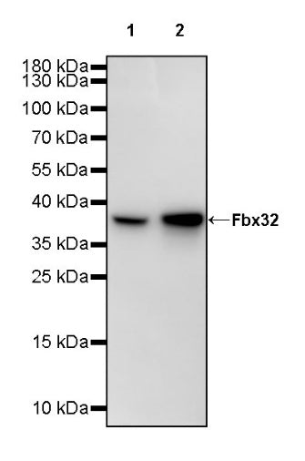Fbx32 Recombinant Rabbit mAb (S-2442-8)