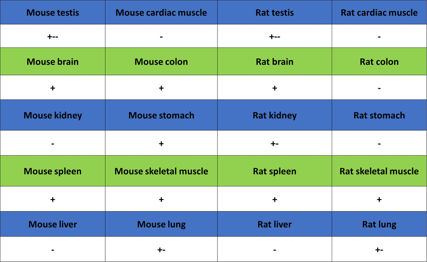 BIN1 Recombinant Rabbit mAb (S-4287-18)