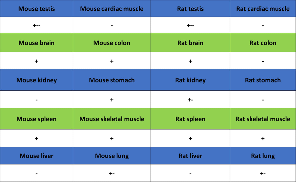 BIN1 Recombinant Rabbit mAb (S-4287-18)