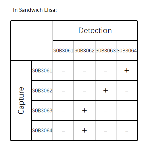 PINP Recombinant Rabbit mAb (SDT-237-59)