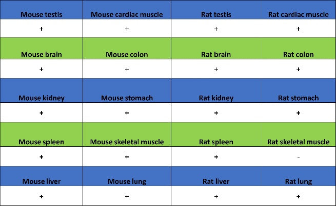 EGR1 Rabbit Polyclonal Antibody