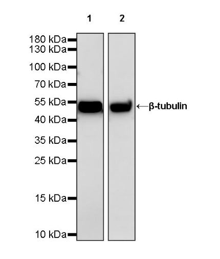 β-tubulin Recombinant Rabbit mAb (HRP Conjugate) (S-R014)