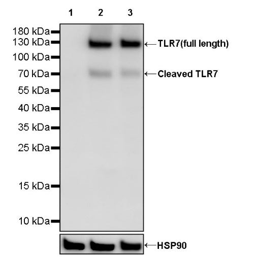 TLR7 Recombinant Rabbit mAb (S-2123-15)
