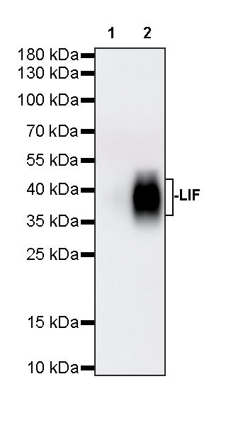 LIF Recombinant Rabbit mAb (S-1045-488)