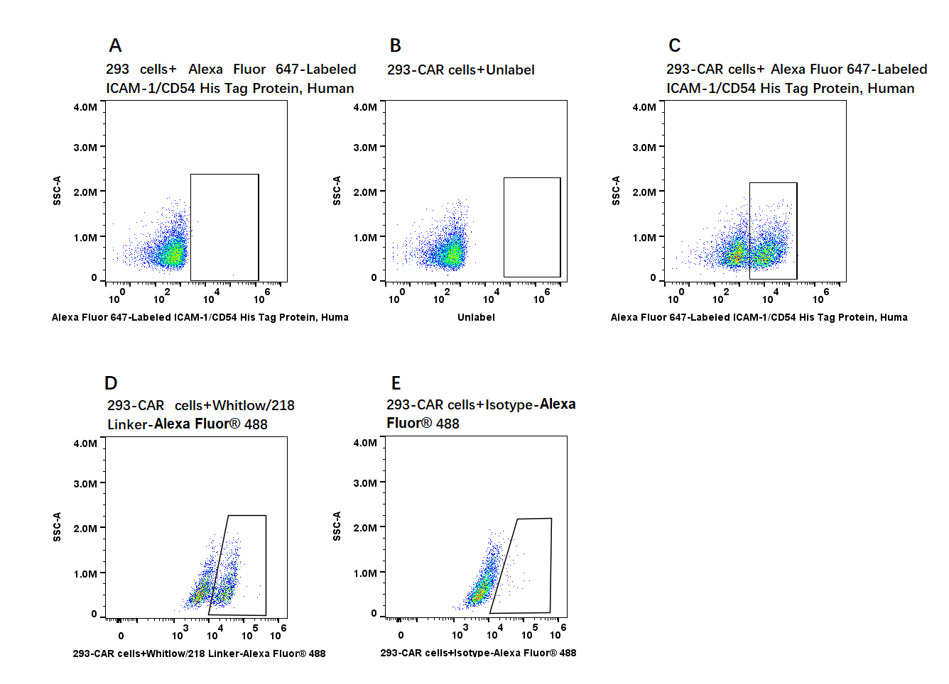 Alexa Fluor 647-Labeled ICAM-1/CD54 His Tag Protein, Human