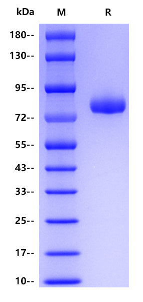 Human CD14, hFc tag