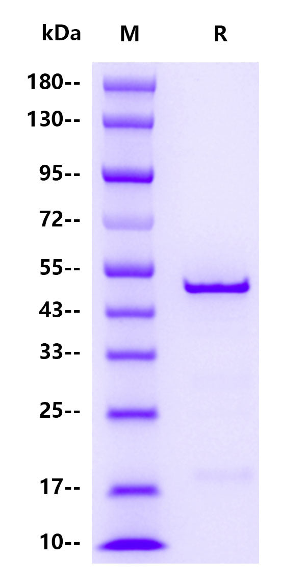 CCoV N protein , His tag