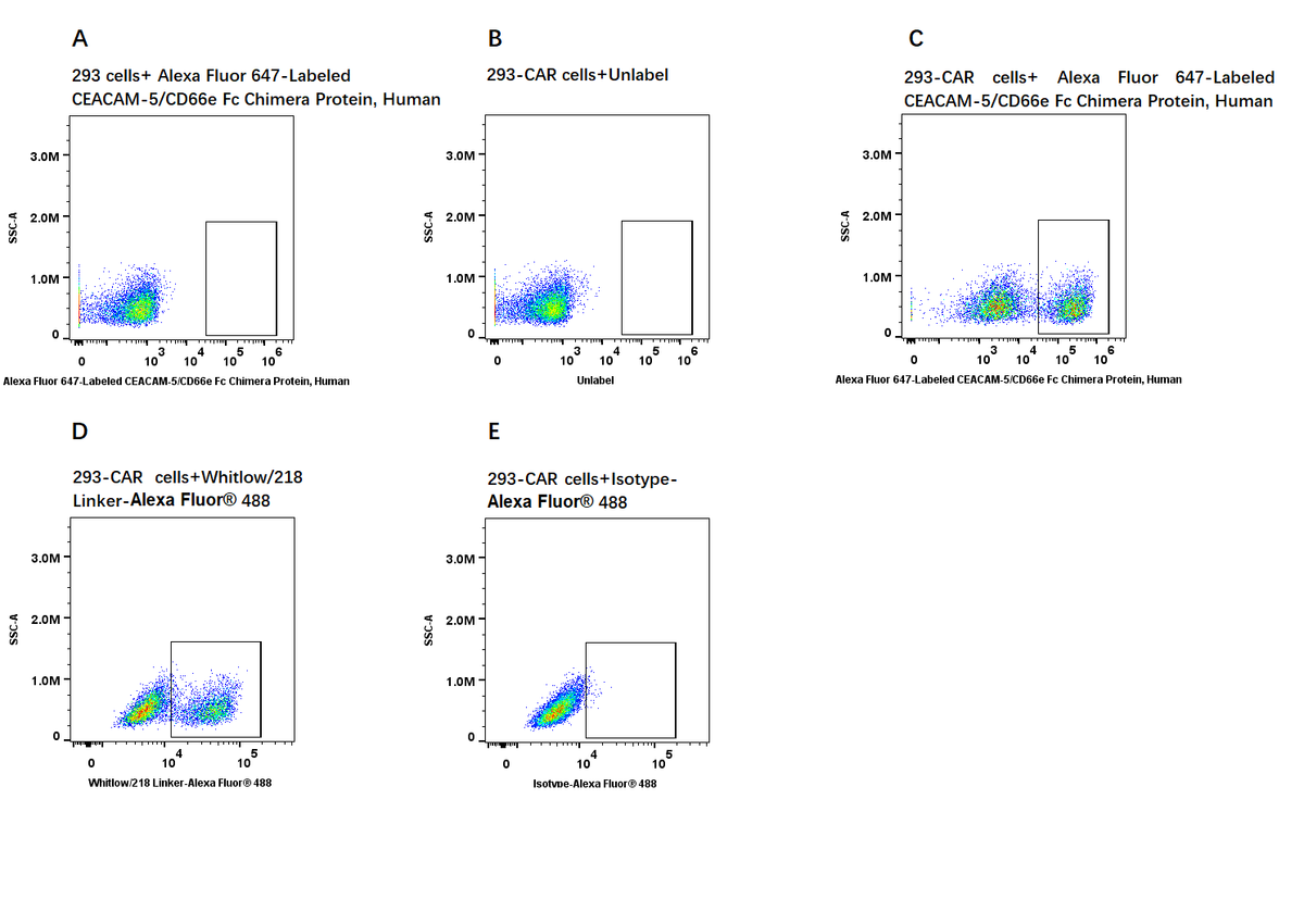 Alexa Fluor 647-Labeled CEACAM-5/CD66e Fc Chimera Protein, Human