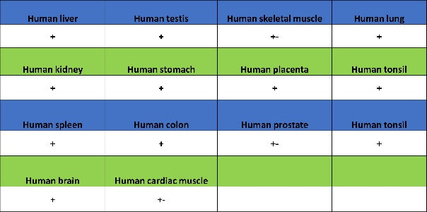 SP100 Rabbit Polyclonal Antibody
