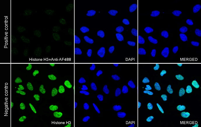 Mouse Anti-Alexa Fluor® 488 Monoclonal Antibody (S-3378)