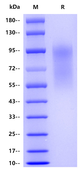 Human CD34, His tag