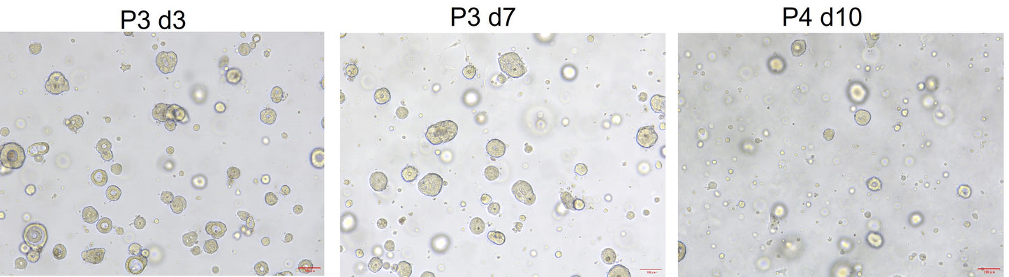 EGF Protein, Human
