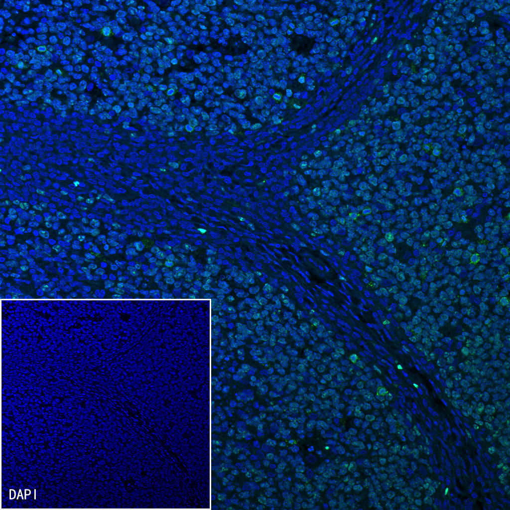 Ki67 Mouse mAb ,PBS Only (SDT-606-33)