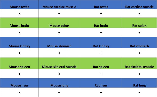 Argonaute-2 Recombinant Rabbit mAb (S-1826-47)