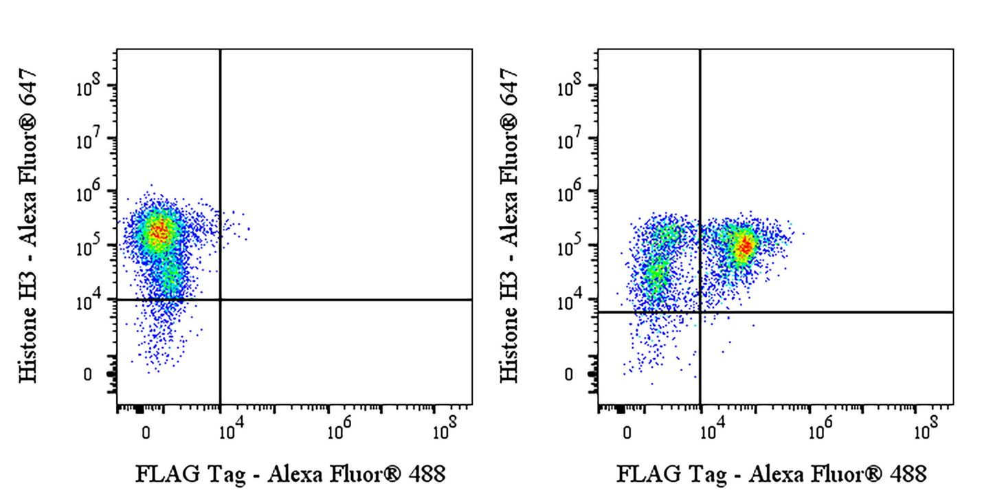 FLAG Tag Recombinant Rabbit mAb (Alexa Fluor® 488 Conjugate) (S-SC044)