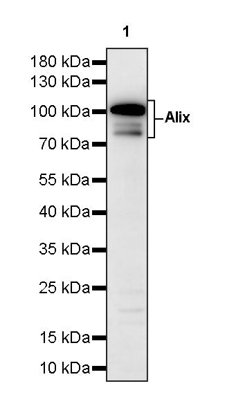Alix Rabbit Polyclonal Antibody
