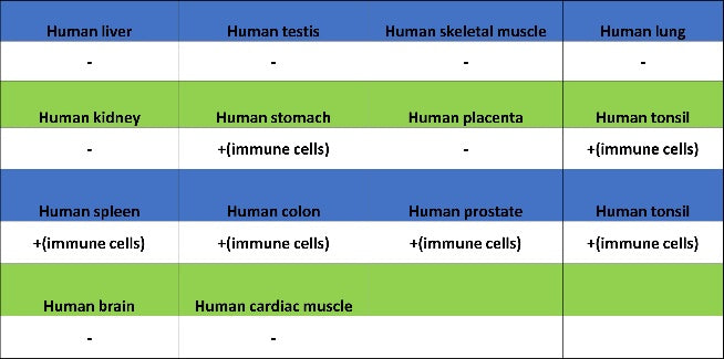 Human IgA1 Recombinant Rabbit mAb (S-2513-50)