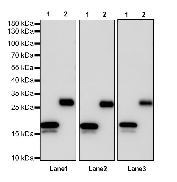 His tag (C-terminal) Recombinant Rabbit mAb (S-1398-10)