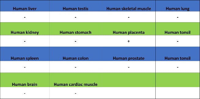 ALPG Rabbit Polyclonal Antibody