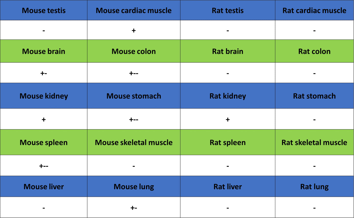 Nestin Recombinant Rabbit mAb (S-3890-61)