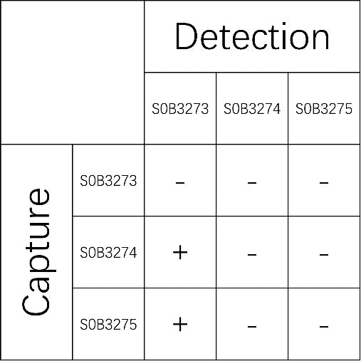 Copeptin Recombinant Rabbit mAb (SDT-445-40-2)