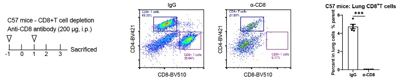 Invivo anti-Mouse CD8α Recombinant mAb