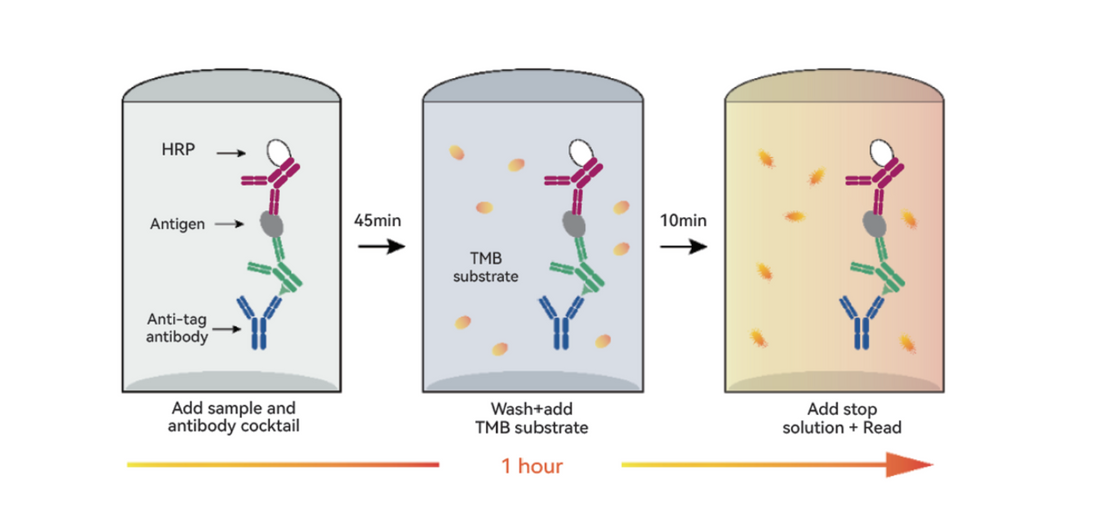 Immunoglobulin (Ig): Core Effector Molecules of Humoral Immunity and Their Research Applications