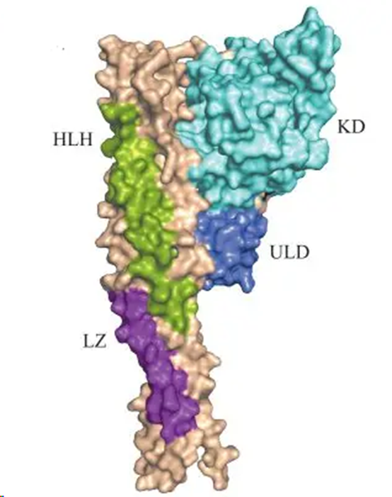 TANK-Binding Kinase: The Central Hub of Innate Immune Regulation and a Novel Therapeutic Target