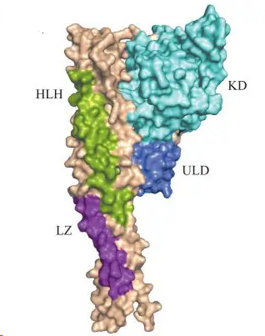 TANK-Binding Kinase: The Central Hub of Innate Immune Regulation and a Novel Therapeutic Target
