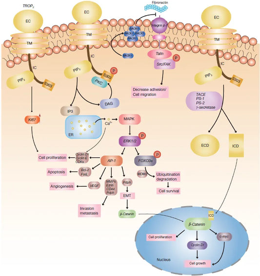 TACSTD2 Gene: From Tumor Biomarker to Key Regulator in Multiple Diseases