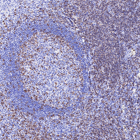 T3E Antibodies: A Comprehensive Analysis from Structural Characteristics to Clinical Applications