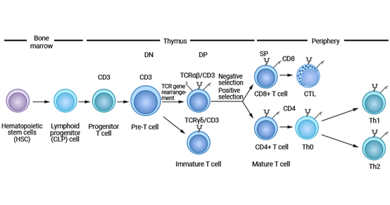T Cell Activation: The Core Mechanism of Immune Response