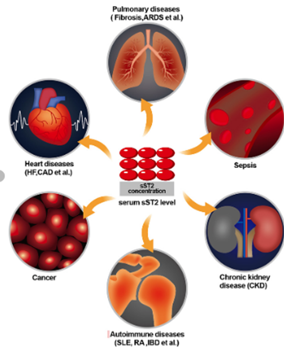 ST2 Antibody: A Comprehensive Overview of Research and Applications
