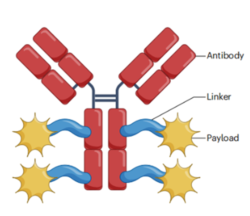 Potent Payloads in ADCs: Enhancing Targeted Cancer Therapy through Payload Technological Innovation