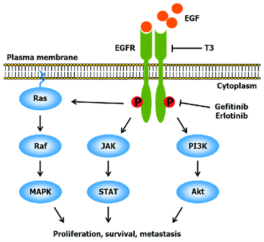 Epidermal Growth Factor (EGF): A Revolutionary Molecule from Basic Biology to Regenerative Medicine