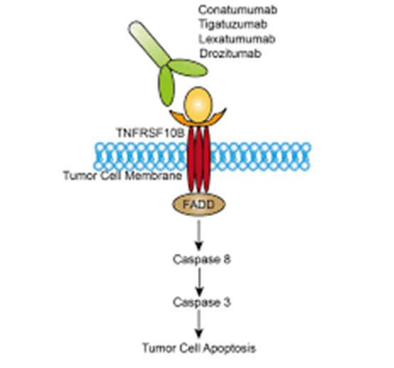 TNFRSF10B: The Apoptotic Regulatory Hub of the Death Receptor Family
