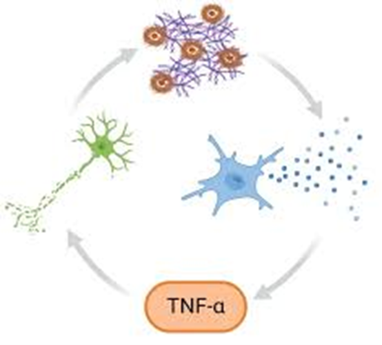 TNF-α: The Central Cytokine in Inflammation and Immune Regulation