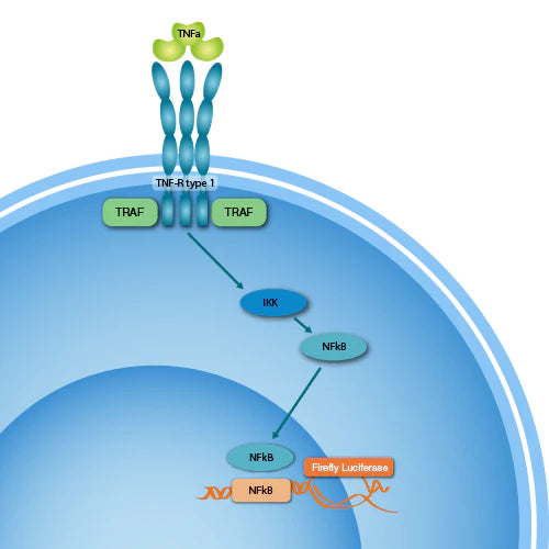 Tumor Necrosis Factor (TNF): The Central Molecule in Inflammation and Immune Regulation