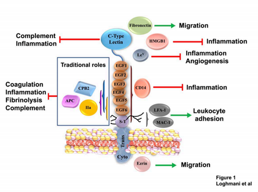 Thrombomodulin: The Multifunctional Guardian of the Coagulation System and Vascular Homeostasis  &nbsp;