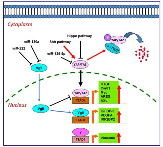 TEAD Transcription Factor Family: From Developmental Regulation to Novel Therapeutic Targets in Cancer
